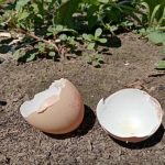 Kāpēc gudri dārznieki kompostā liek olu čaumalas: pazīstama produkta slēptais potenciāls kapec-gudri-darznieki-komposta-liek-olu-caumalas-pazistama-produkta-sleptais.jpg