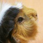 Kāpēc jūrascūciņa nepārtraukti košļājas: nemierīgo zobu noslēpums kapec-jurascucina-nepartraukti-koslajas-nemierigo-zobu-noslepums.jpg