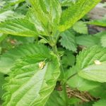 Kāpēc nātres ir dārznieka labākais draugs: pārvērst nezāli par augu eliksīru kapec-natres-ir-darznieka-labakais-draugs-parverst-nezali-par-augu.jpg