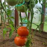 Kas notiek ar jūsu ražu, ja nenogriežat tomātus: sulīga zaļuma trūkumi kas-notiek-ar-jusu-razu-ja-nenogriezat-tomatus-suliga-zaluma.jpg